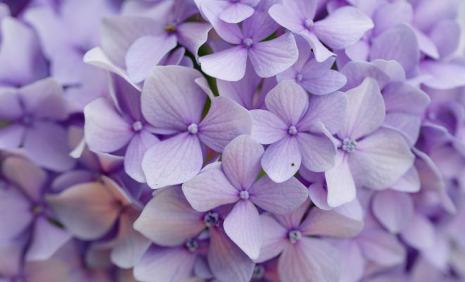 Lagerstroemia Indica : plantation, entretien du lilas d'été