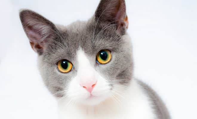 Grey and White Short Fur Cat