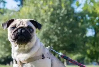leashed fawn pug