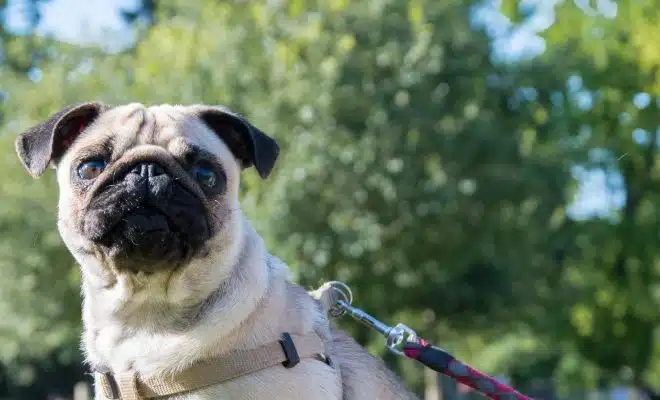 leashed fawn pug