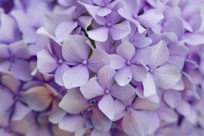 Lagerstroemia Indica : plantation, entretien du lilas d'été